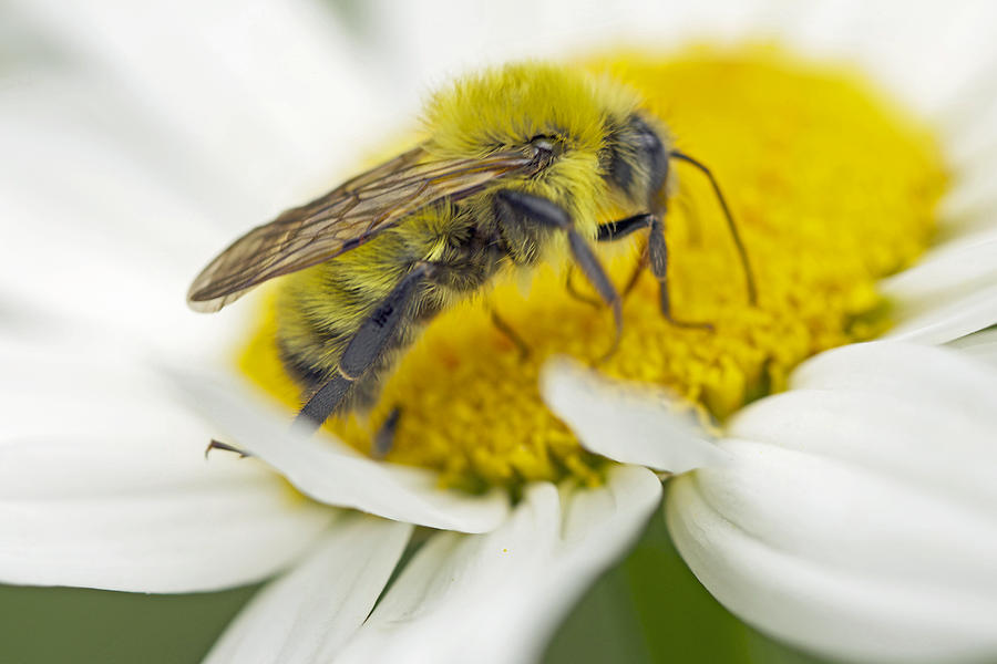 Bee - Solitary Yellow Bee Photograph by Carol Senske