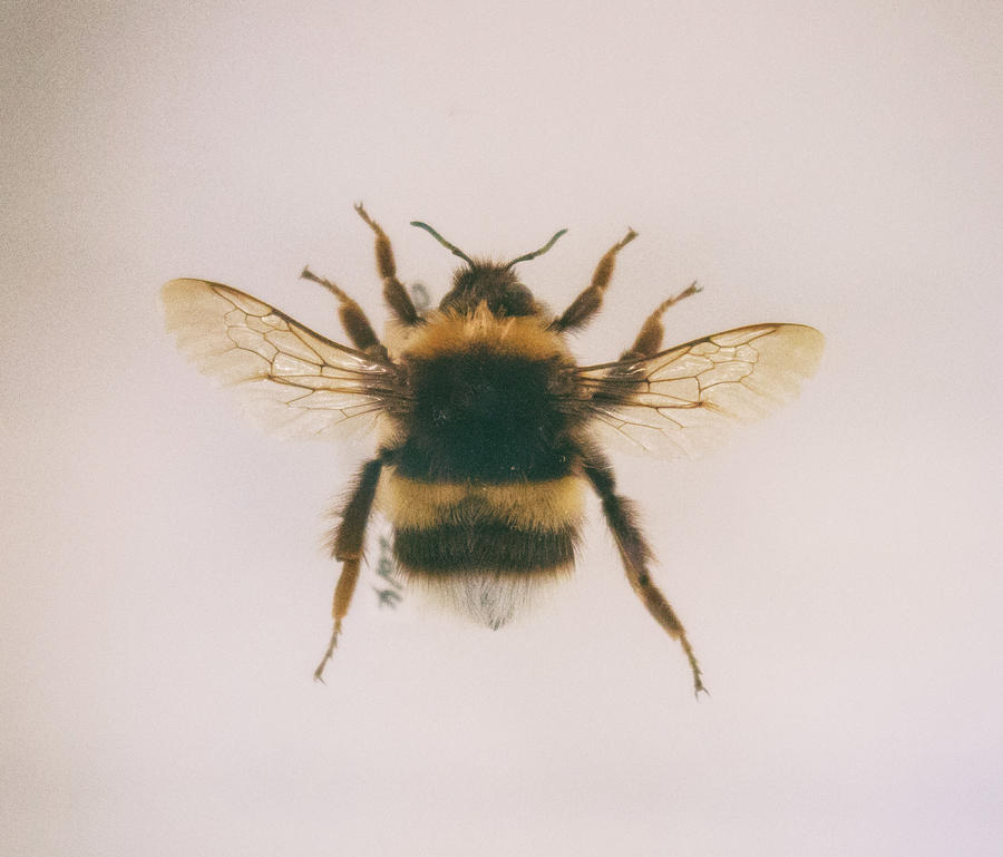 Nature Photograph - Bee Specimen by Martin Newman