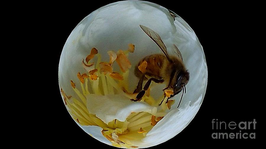 Bee Sphere Photograph