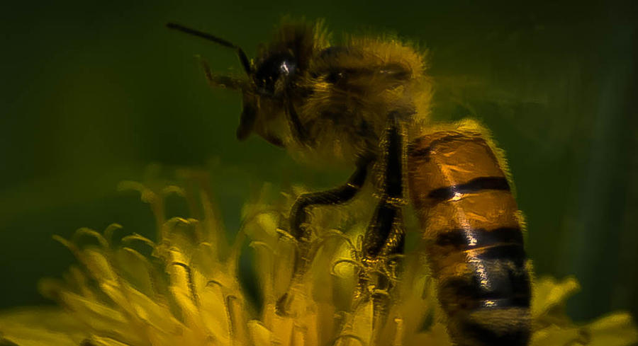 Bee Stand Photograph