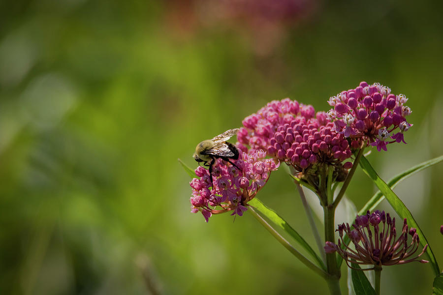 Bee Still My Heart Photograph by Ray Congrove