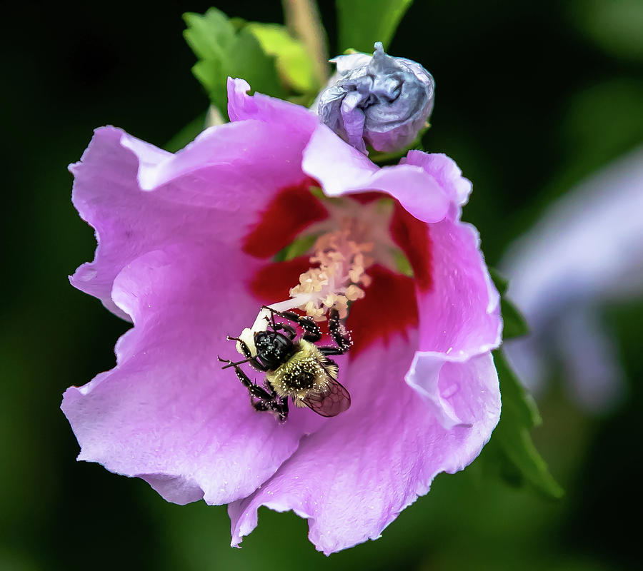 Bee sucking on a nectar filled stamen of a Rose of Sharon Digital Art by Ed Stines