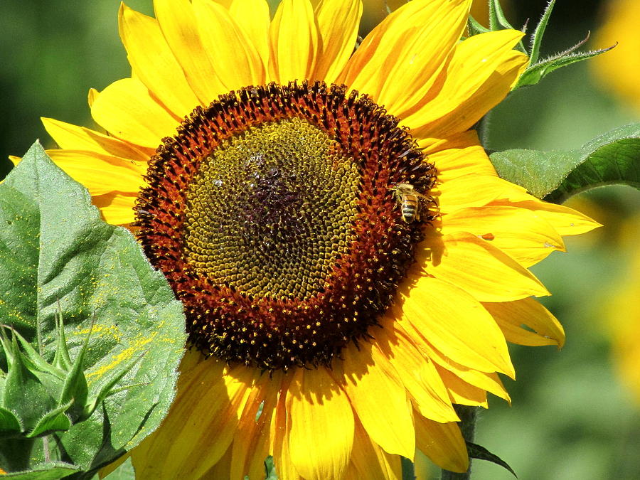 Bee Sunny Photograph by Christine Neitzel - Fine Art America