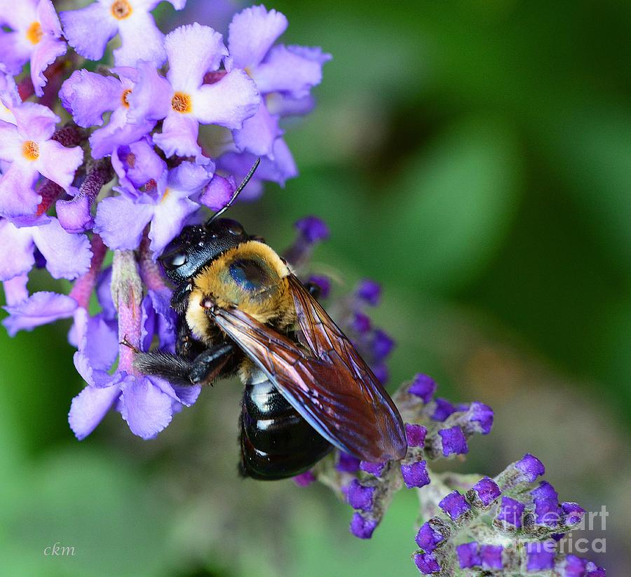 Bee There Photograph by Cindy Manero