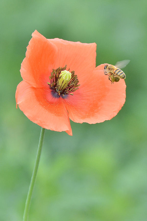 Bee to Poppy Photograph by Alan Lenk