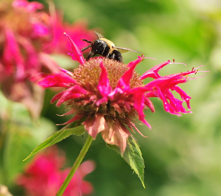 Bee to the Top Photograph by Michelle DiGuardi - Fine Art America