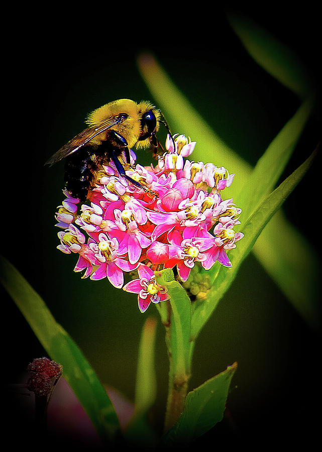 Bee Photograph by Tony HUTSON