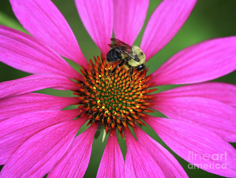 Bee U T on a Coneflower Photograph by Karen Adams