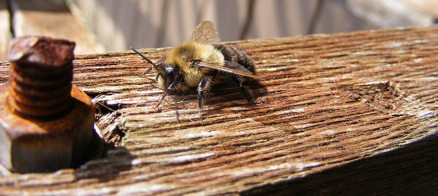 Bee-U-Tiful Photograph by Edward Smith