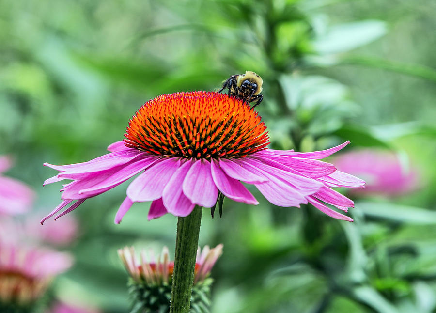 BEE utiful Photograph by Janet Argenta - Fine Art America