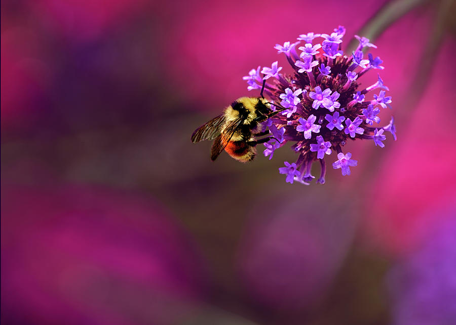 Bee Visiting a Little Purple Flower Photograph by C VandenBerg
