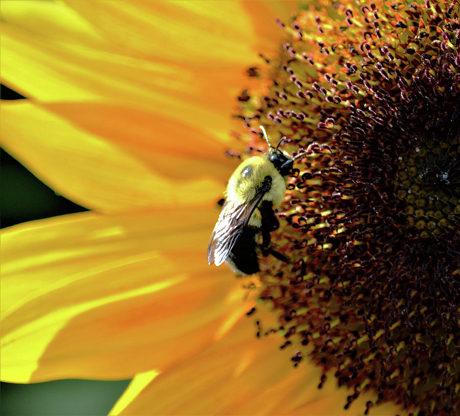 Sunflower Photograph - Bee Visits Sunflower by Karen Majkrzak