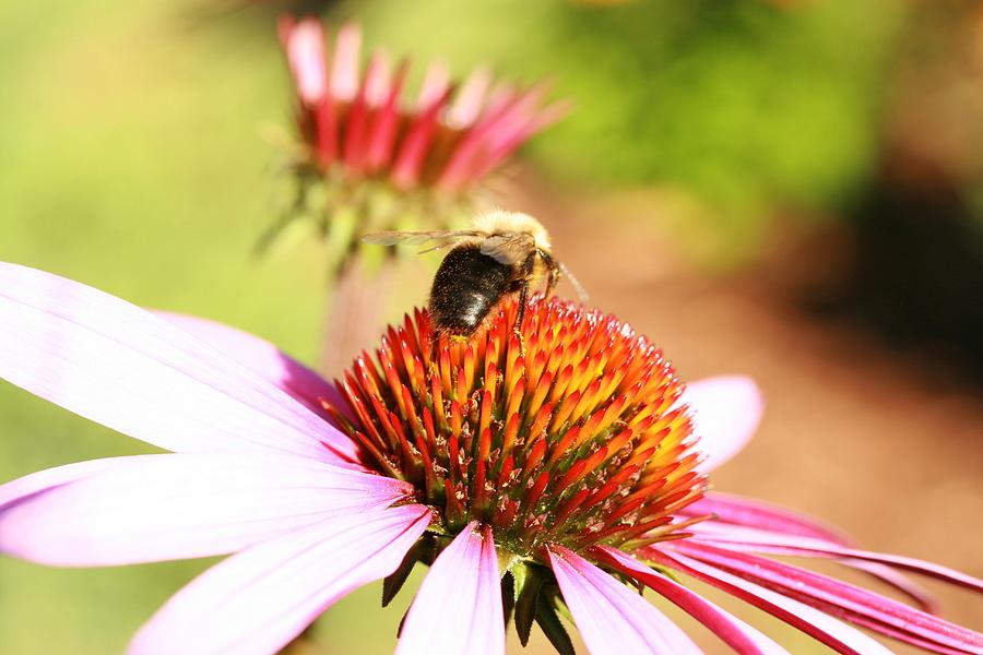 Bee Ware Photograph by Susan Moore - Fine Art America