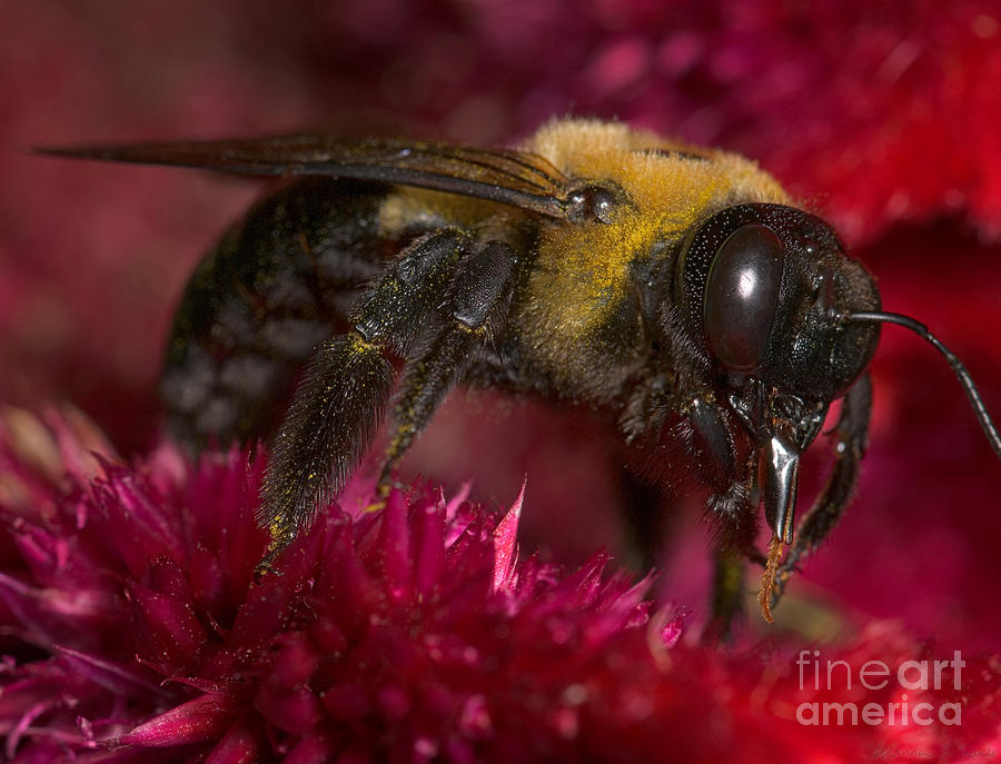 Insects Photograph - Bee by Warren Sarle