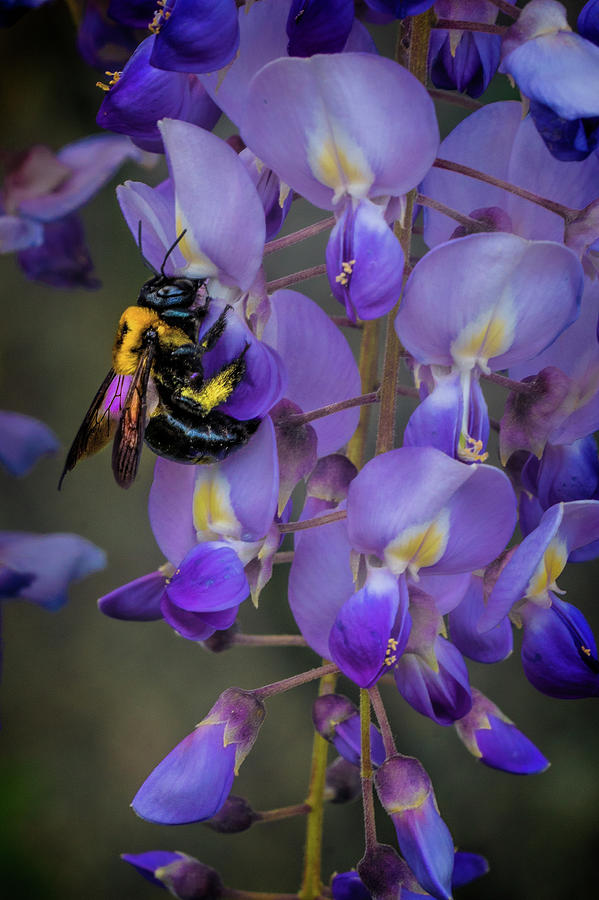 Bee Wistful Photograph by Chris Lord