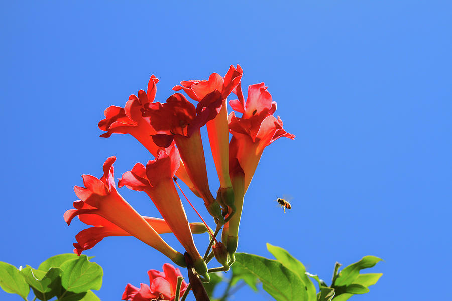 Bee With Trumpet Flowers 1 Photograph