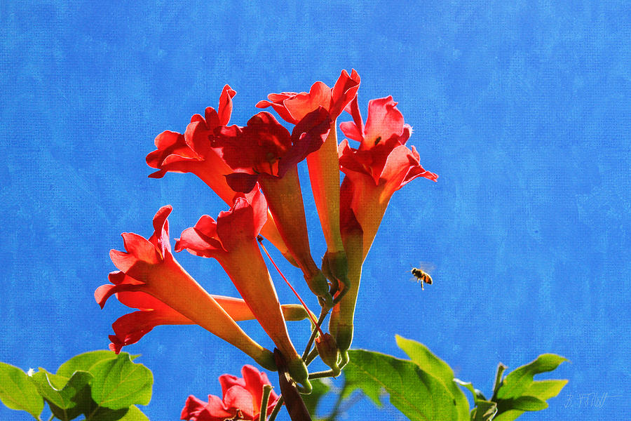 Bee with Trumpet Flowers 2 Photograph by Bonnie Follett