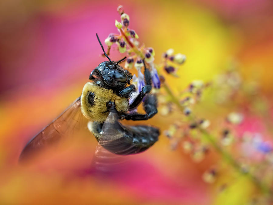 Bee with Wings in Motion Photograph by Brad Boland