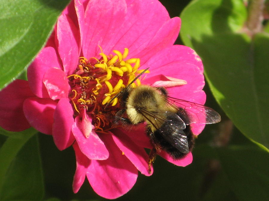 Bee With Zinnia Photograph by Alfred Ng