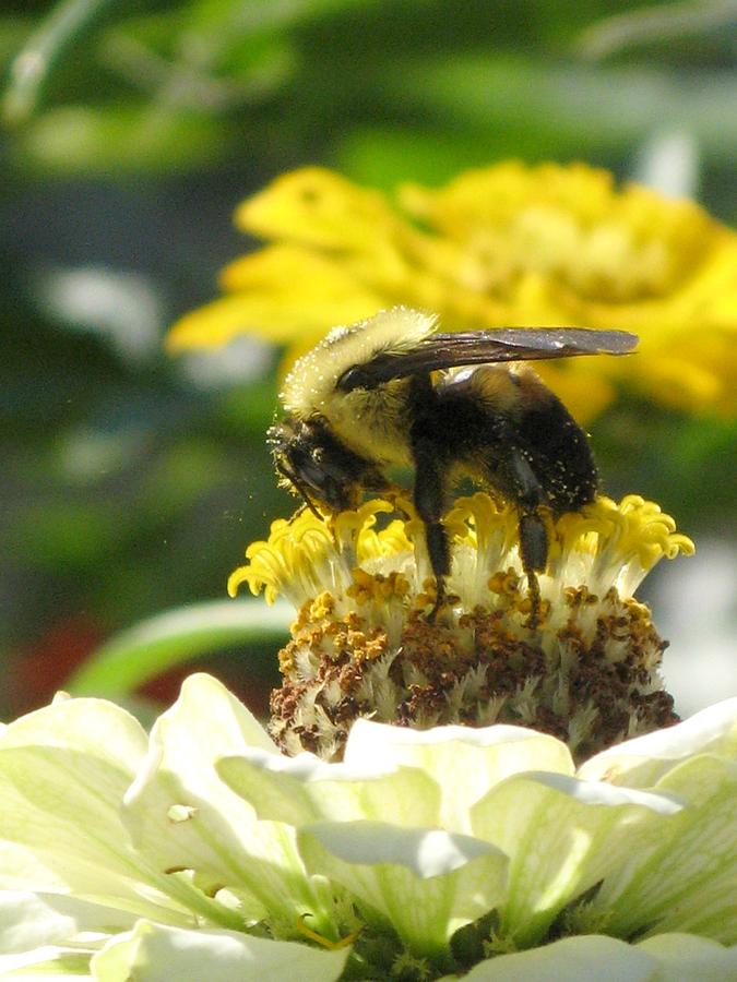 Bee with Zinnia sandwich Photograph by Alfred Ng