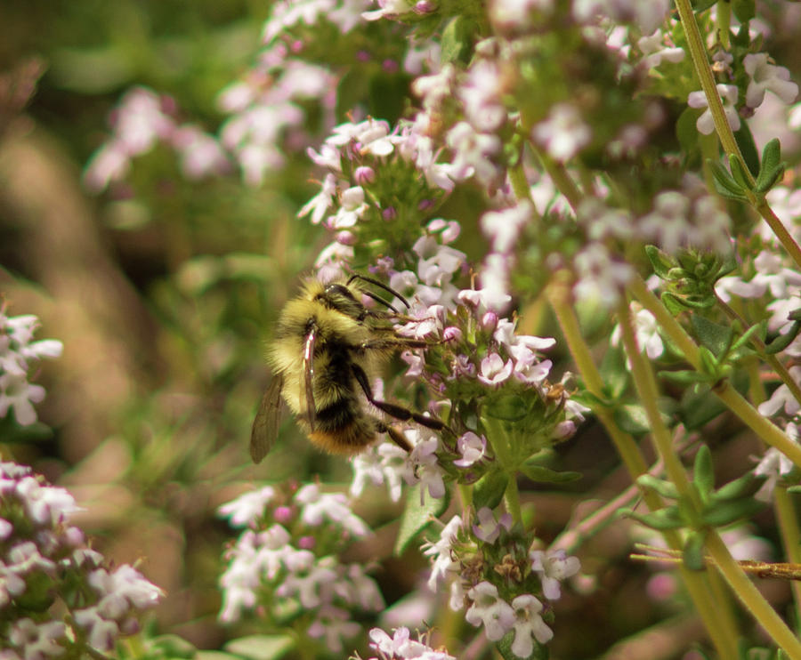 Bee Bop Photograph by Marilyn Wilson