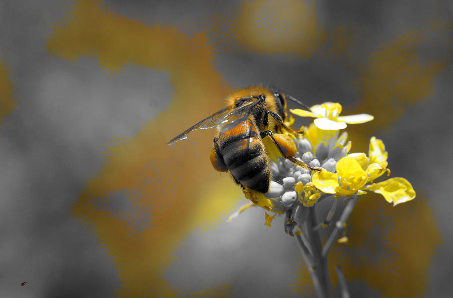 Bee Yourself No Matter What Photograph