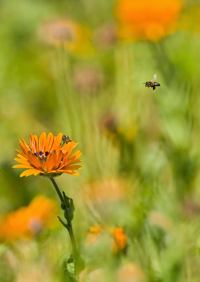 Nature Photograph - Bee Zone by Basie Van Zyl