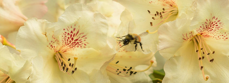 Bee My Honey Photograph by Marilyn Wilson