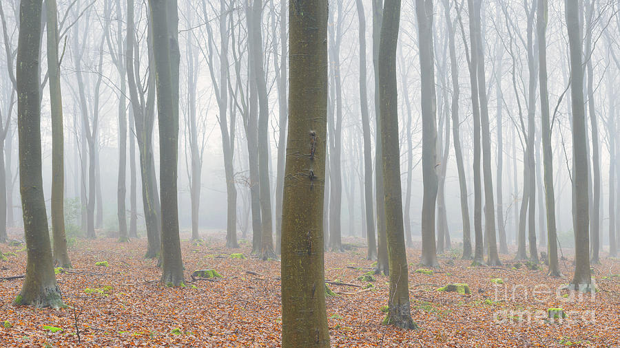 Tree Photograph - Beech Dyptych by Richard Thomas