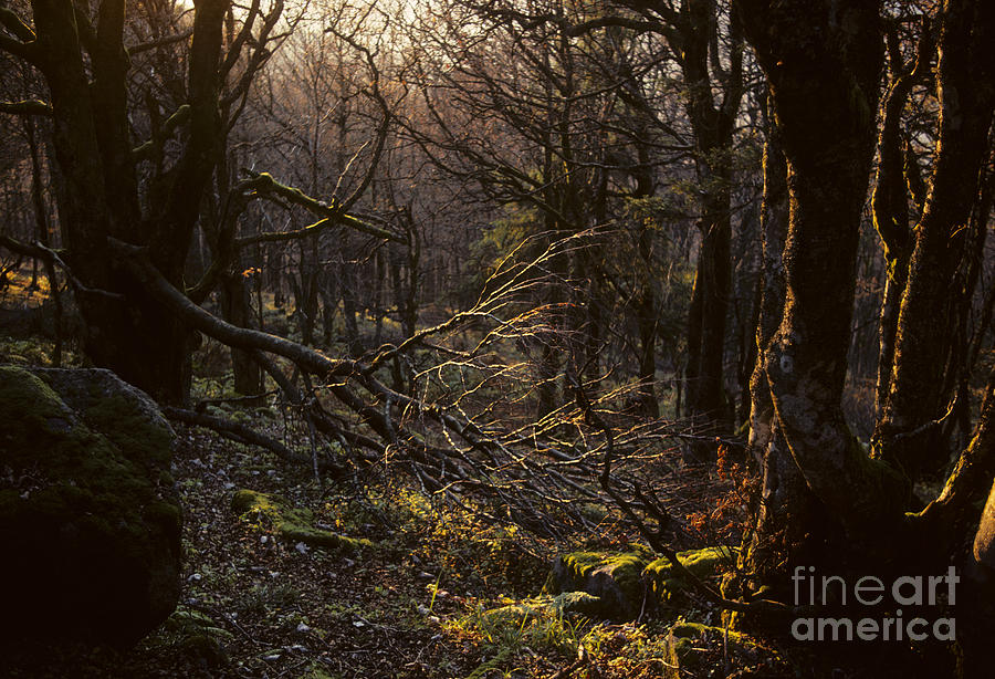 Beech Forest, France Photograph by Jean-Louis Klein & Marie-Luce Hubert