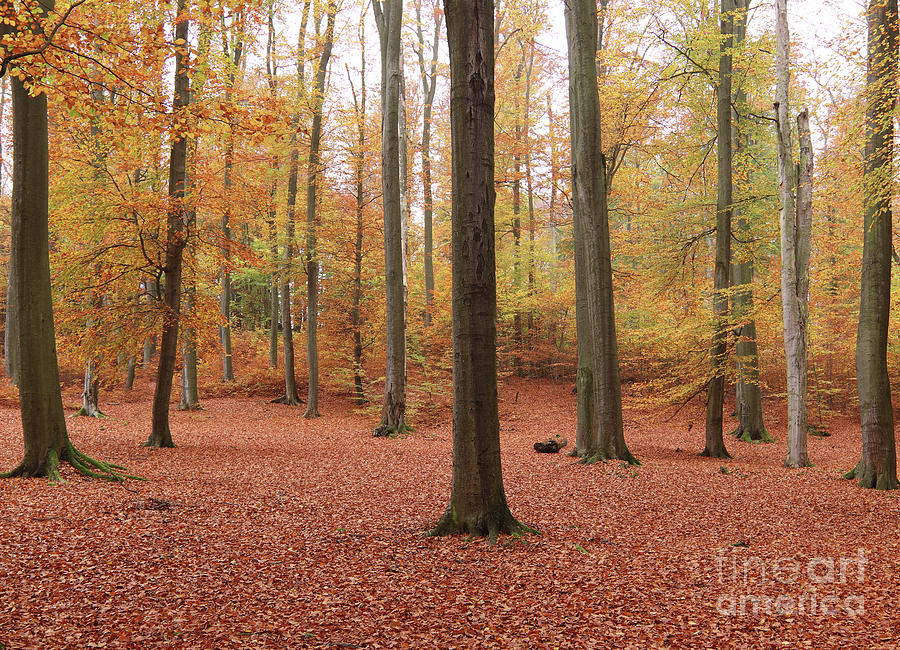 Beech forest in autumn Photograph by Michal Boubin