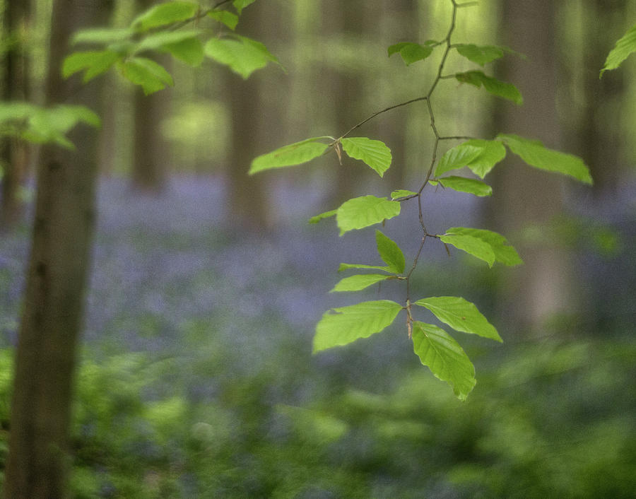Beech forest spring leaves Photograph by Dirk Ercken