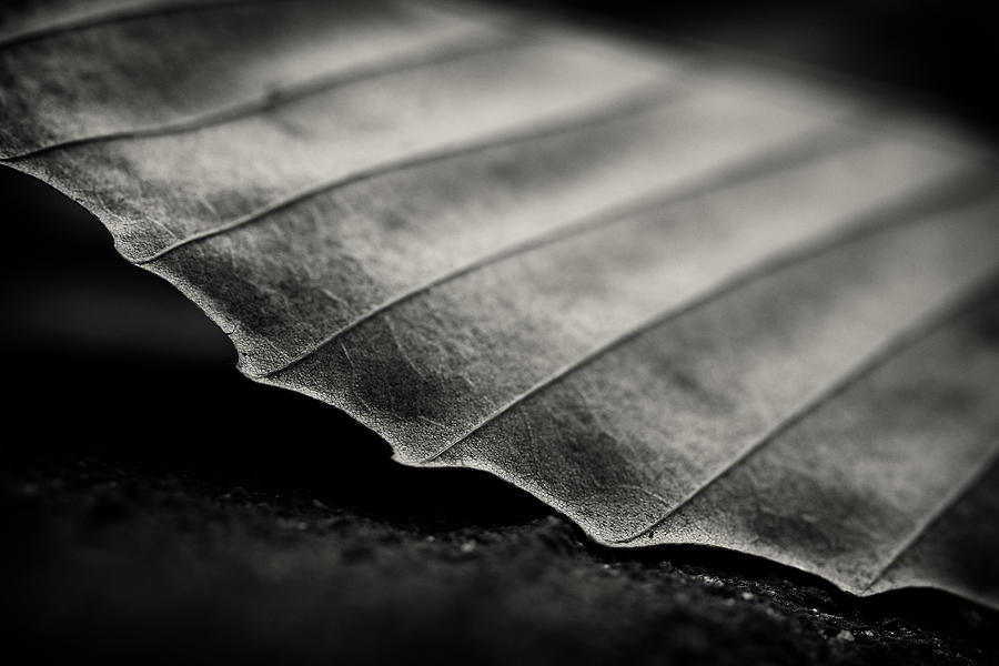 Beech Leaf Detail #1 Photograph by Bethany Dhunjisha