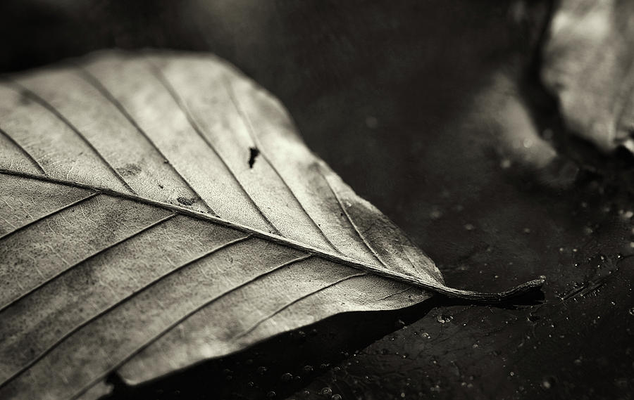 Beech Leaf Detail #2 Photograph by Bethany Dhunjisha