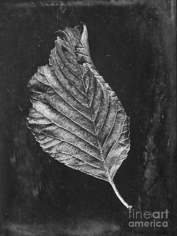 Beech Leaf Photograph