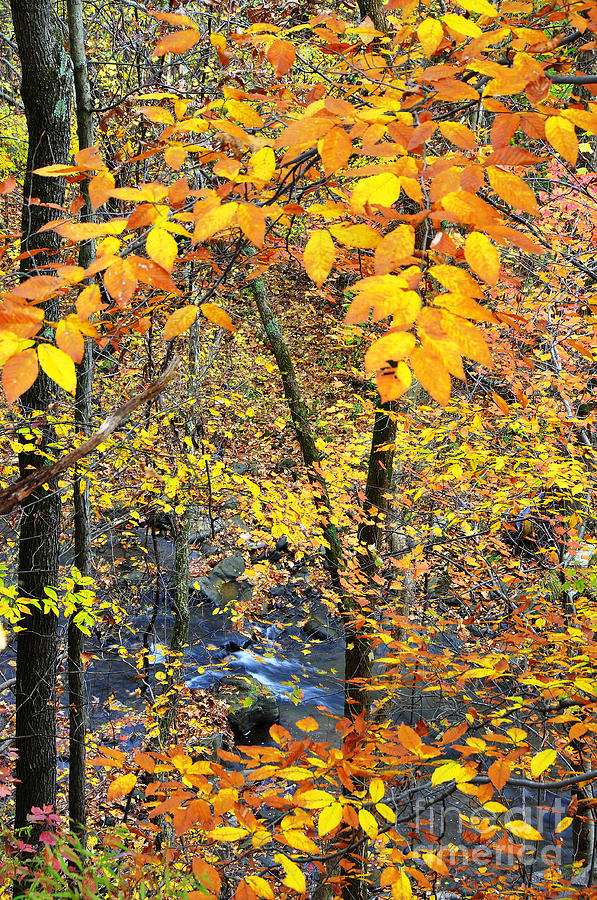 Fall Photograph - Beech Leaves Birch River by Thomas R Fletcher