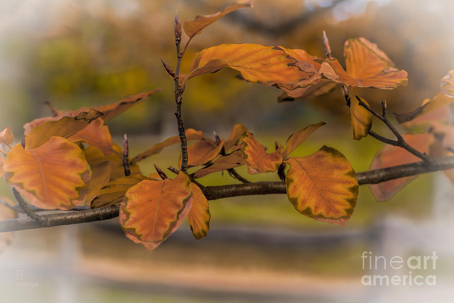 Beech leaves Photograph by Elaine Teague