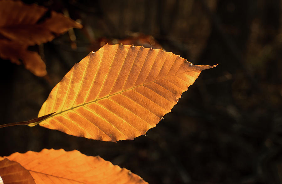 Beech Leaves in Afternoon Sun Photograph by Douglas Barnett