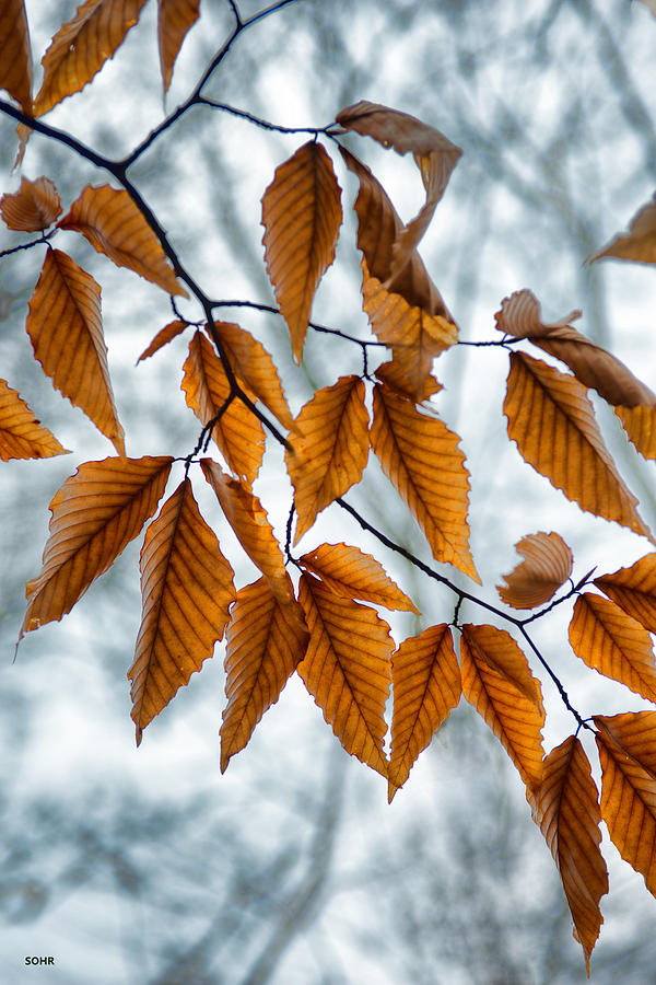 Beech Leaves in Winter Photograph by Dana Sohr