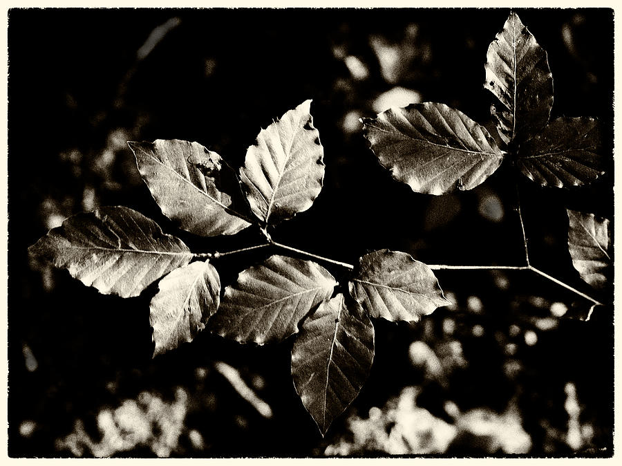 Beech Leaves Photograph by Mark Egerton