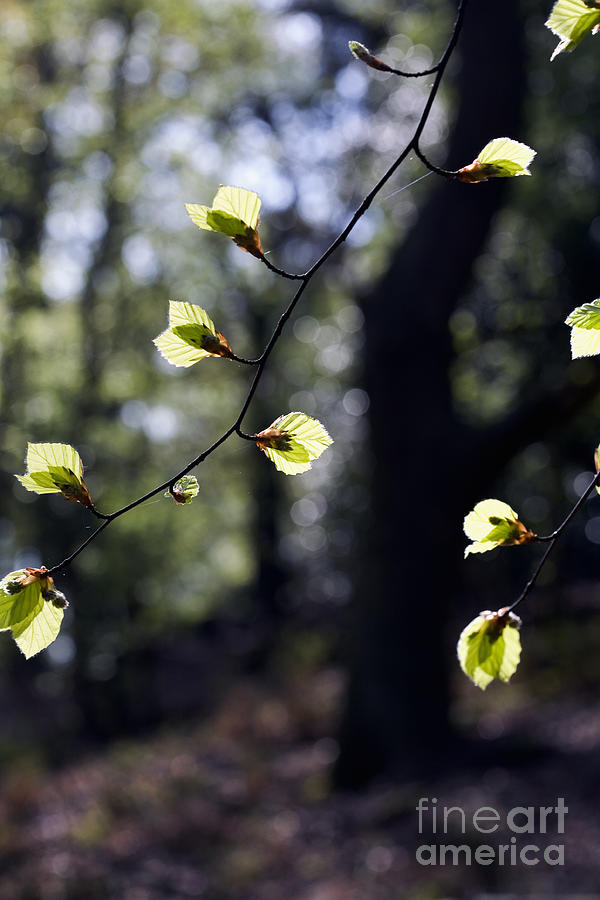 Beech Leaves Opening Out In Spring Alderley Edge Cheshire England Photograph