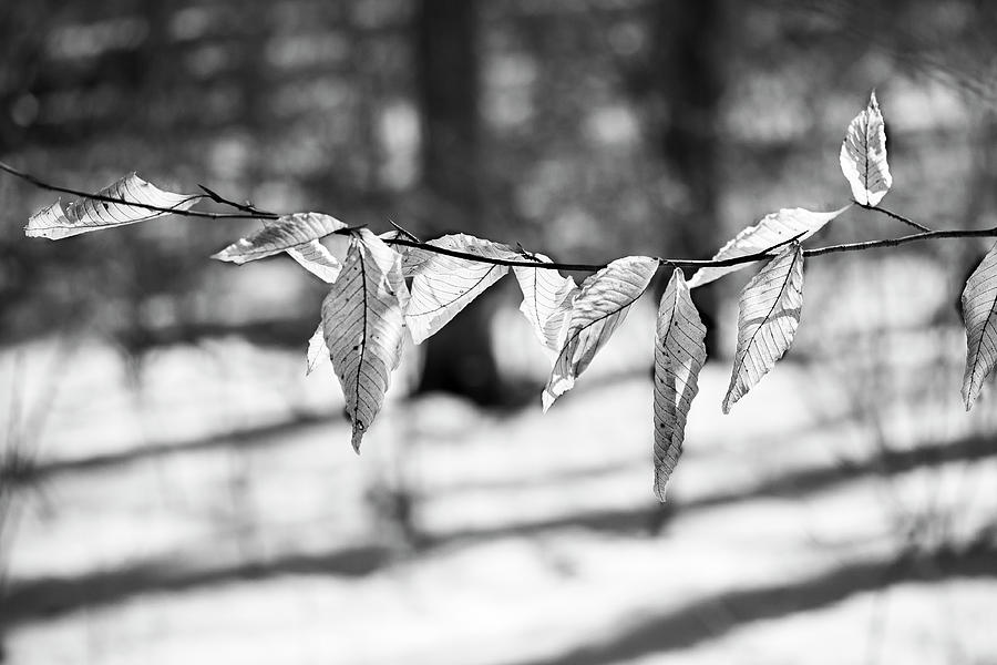 Beech Leaves 5 - UW Arboretum - Madison Photograph by Steven Ralser