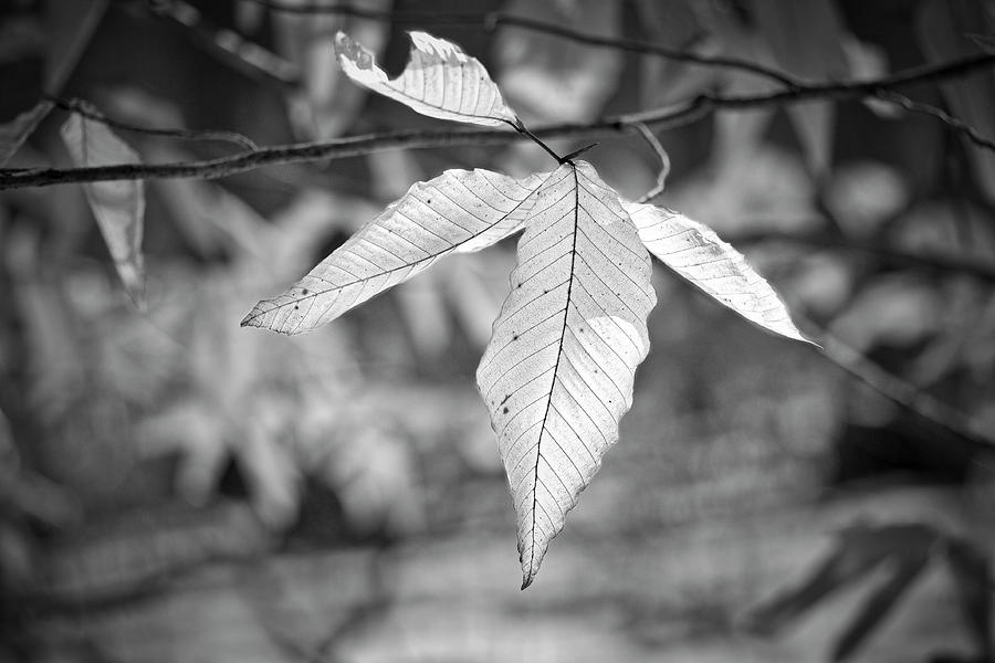 Winter Photograph - Beech Leaves - UW Arboretum - Madison - Wisconsin by Steven Ralser