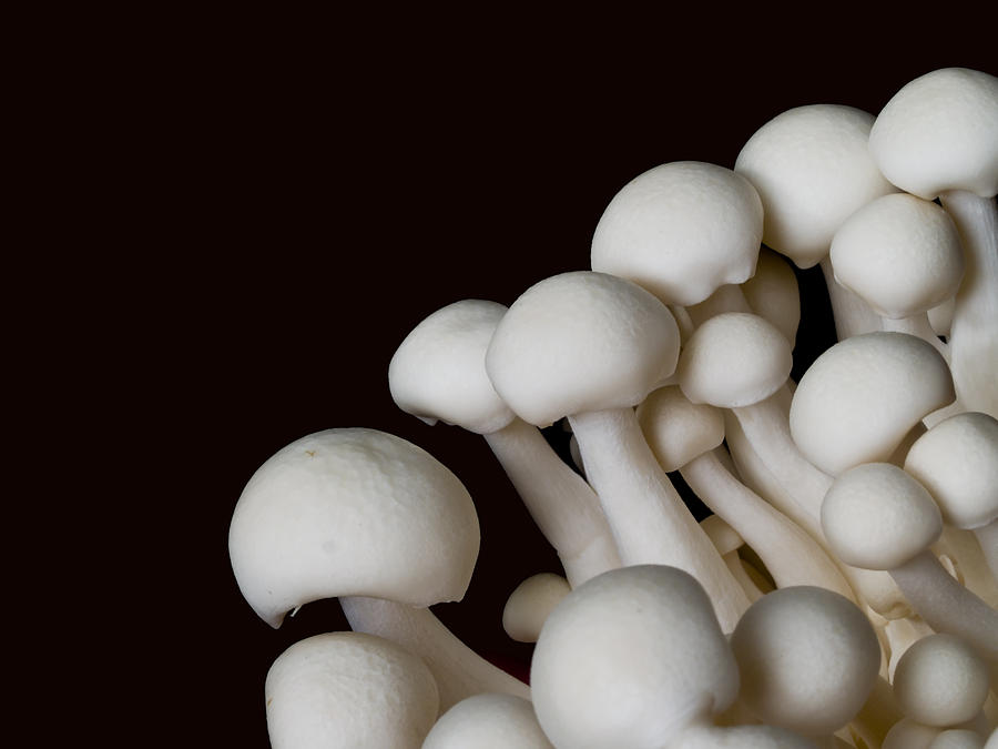 Beech Mushrooms Photograph by Jim DeLillo