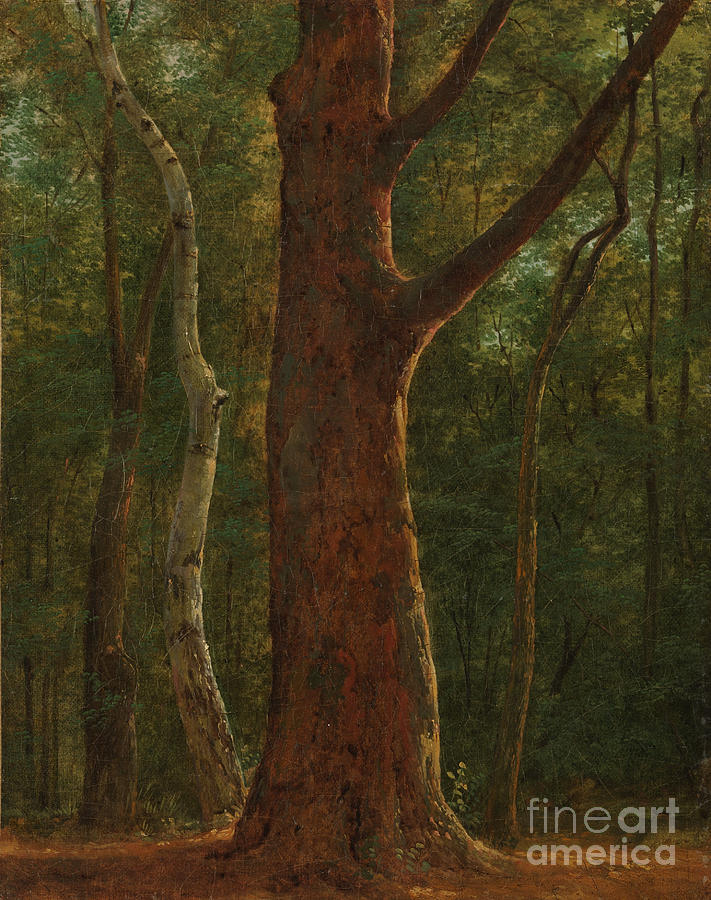 Beech Tree Painting