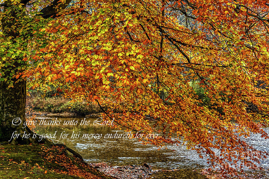 Beech Tree and Holly River in Autumn Photograph by Thomas R Fletcher