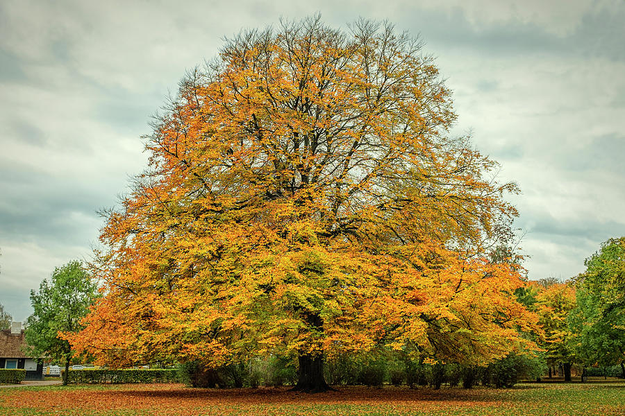 Beech tree in Autumn Photograph by Mike Santis