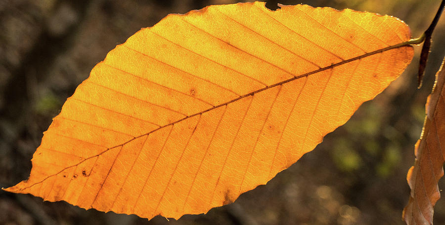 Beech Tree Leaf Midrib and Main Veins Photograph by Douglas Barnett