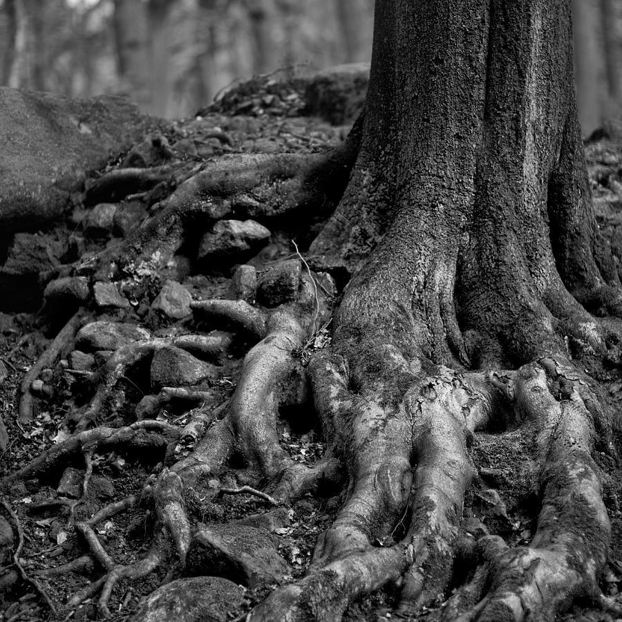 Beech Tree Roots Photograph by Ian Bramham