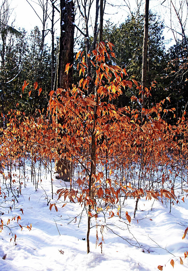 Beech Trees In Winter Photograph by Debbie Oppermann